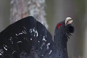 Capercaillie: Capercaillie - portrait of displaying cock - Dalarna, Sweden