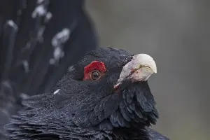 Capercaillie: Capercaillie - portrait of displaying cock - Dalarna, Sweden