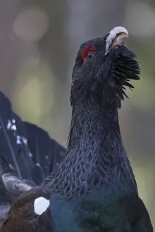 Tetrao: Capercaillie - portrait of displaying cock - Dalarna