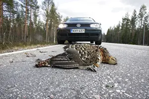 Roadkill: Capercaillie - roadkill - female killed by car