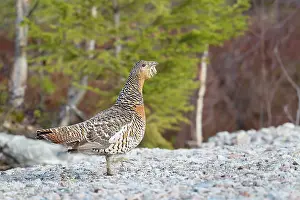 Hamra: Capercaillie (Tetrao urogallus) female, walking on gravel