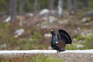 Hamra: Capercaillie (Tetrao urogallus) male calling in a forest