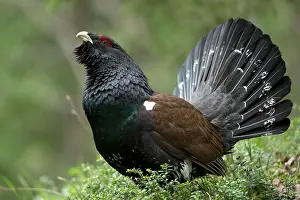 Clearing: Capercaillie (Tetrao urogallus ) male displaying