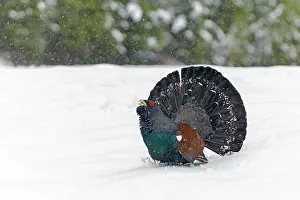 Sounds: Capercaillie (Tetrao urogallus) in the snow, Tyrol