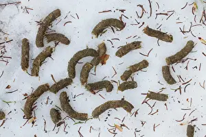 Droppings: Capercaillie track Capercaillie droppings in snow Swede