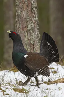 Capercaillie: Capercaillie - young cock displaying - Dalarna, Sweden