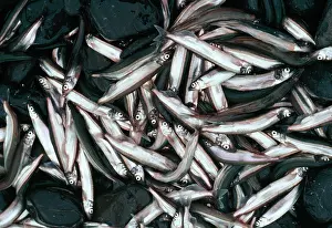 Mallotus: CAPLIN