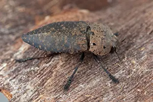 Tissue: Capnodis (Capnodis tenebricosa), Tourrette-Levens