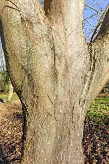 Acer: Cappadocian maple (Acer cappadocicum) Rubrum