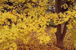 Maples: Cappadocicum Maple Tree