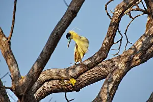 Pileatus: Capped Heron