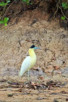 Pileatus: Capped Heron adult Pantanal area Mato Grosso Brazil