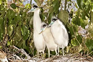 Pileatus: Capped Heron fledglings in nest