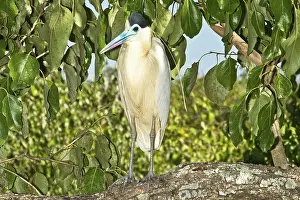 Pileatus: Capped Heron (Pilherodius pileatus)