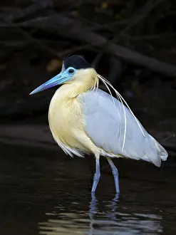 Ardeidae: Capped Heron (Pilherodius pileatus), Mato Grosso