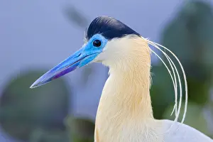 Pileatus: Capped Heron (Pilherodius pileatus) portrait, B