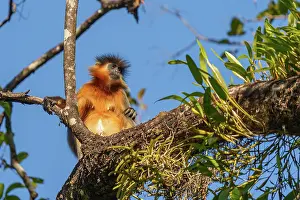 Zone: Capped langur