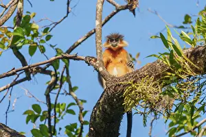 Zone: Capped langur