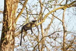 Zone: Capped langur