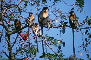 Pileatus: Capped Langur Monkey