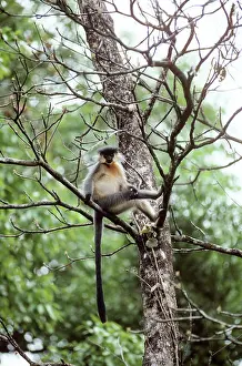 Pileatus: Capped Langur Monkey