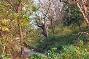 Assam: capped langur (Trachypithecus pileatus)