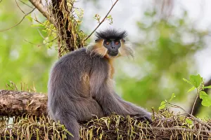 Assam: capped langur (Trachypithecus pileatus)