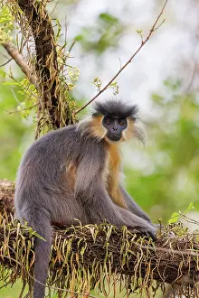Assam: capped langur (Trachypithecus pileatus)