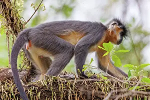 Assam: capped langur (Trachypithecus pileatus)