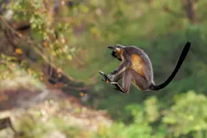 Assam: capped langur (Trachypithecus pileatus)