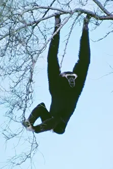 Swinging: CAPPED / PILEATED GIBBON - hanging in tree