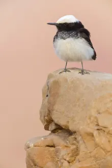 Searching: Capped Wheatear, (Oenanthe monacha), Israel, Middle