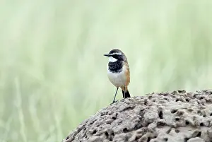 Wheatears: Capped Wheatear - On termite mound