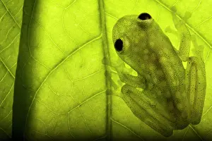 Amazonia: Cappelei's glassfrog (Hyalinobatrachium cappellei) on a leaf