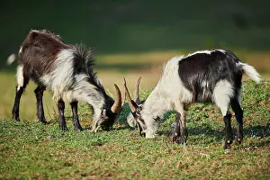 Opposite: Two (Capra aegagrus hircus), grazing, Bavaria, Germany