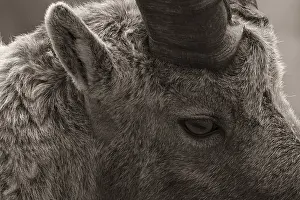 Goat Antelopes: Capra ibex, Gran Paradiso National Park, Italy