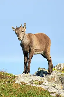 Capricorn: Capricorn (Capra ibex), Ibex, Switzerland, Europe