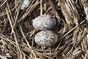 Nightjar: (Caprimulgus europaeus), clutch with two eggs, Emsland
