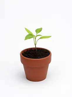 Annuum: Capsicum annuum