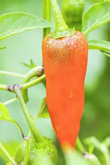 Cycle: Capsicum Annuum California Wonder bell pepper