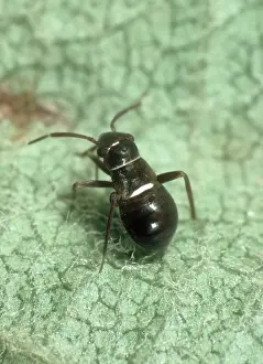 Capsid: Capsid Bug
