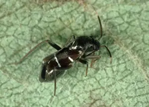 Mite: Capsid Bug