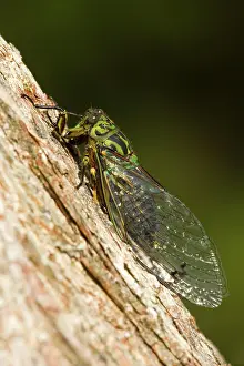 Cicadas: Captain Cook Cicada - colourful cicada sitting