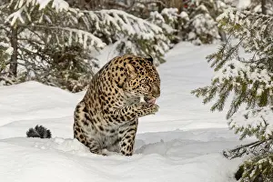 Amur: Captive Amur Leopard in winter, Panthera pardus