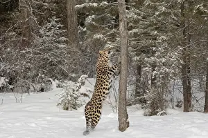 Amur: Captive Amur Leopard in winter, Panthera pardus