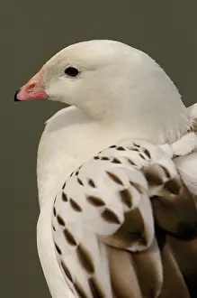 Trust: A captive Andean Goose (Chloephaga Melanoptera)