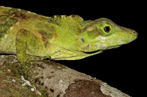 Toughness: Captive Anole Lizard (Anolis princeps)