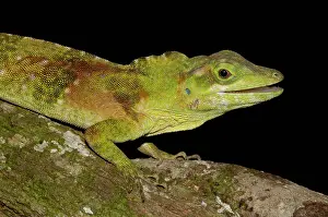Pete: A captive Anole Lizard (polychrotidae, Anolis
