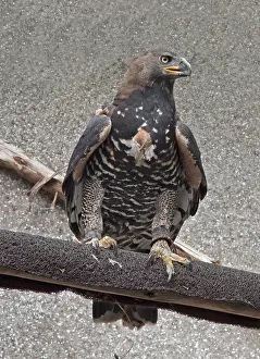Mark Boulton: Captive Crowned eagle, Stephanoaetus coronatus