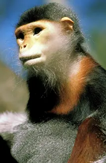 Wrinkle: Captive douc langur, or pygathrix nemaeus